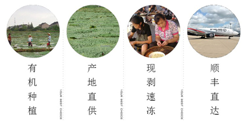 芡實(shí)生長(zhǎng)過(guò)程